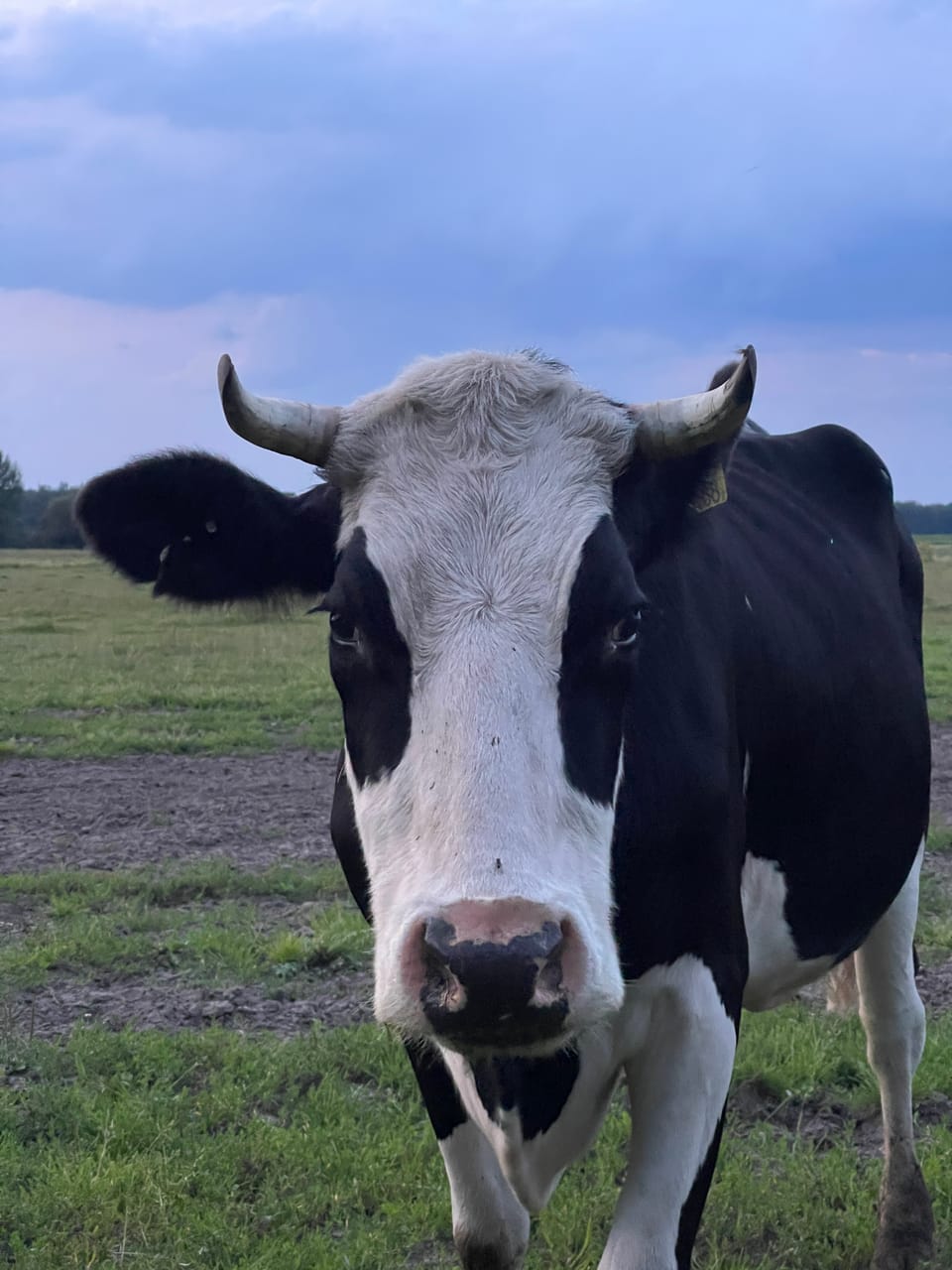 Cooking Chinese Food on a Farm Near Zwolle(含中文)
